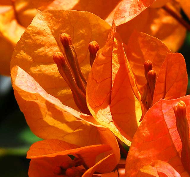 Bougainvillea