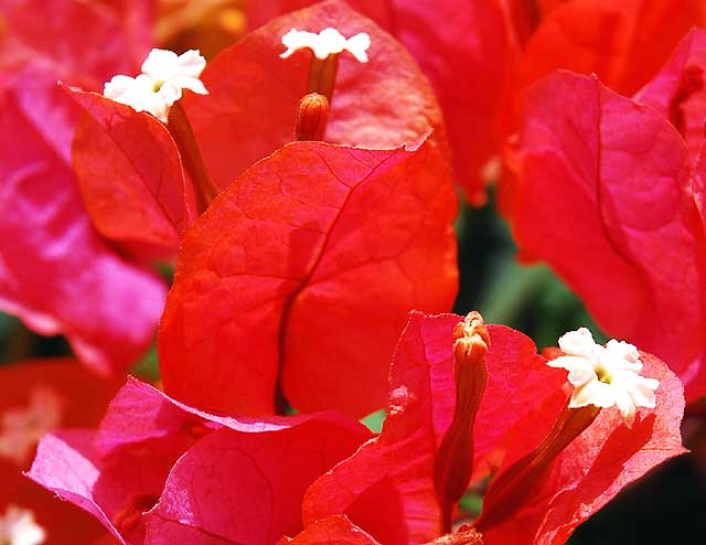 Bougainvillea