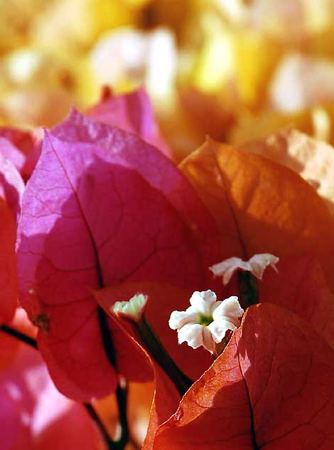 Bougainvillea