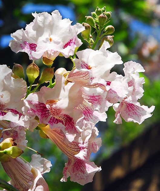 Backlit White Blossoms, tree in the gardens of Greystone Mansion in Beverly Hills