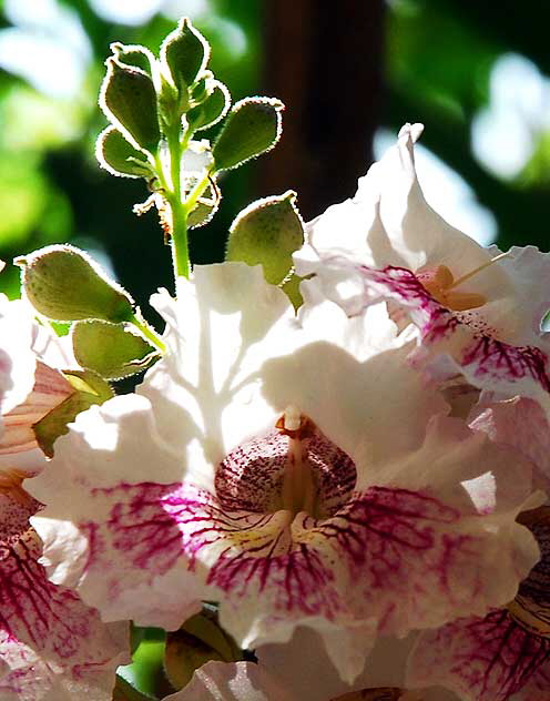 Backlit White Blossoms, tree in the gardens of Greystone Mansion in Beverly Hills