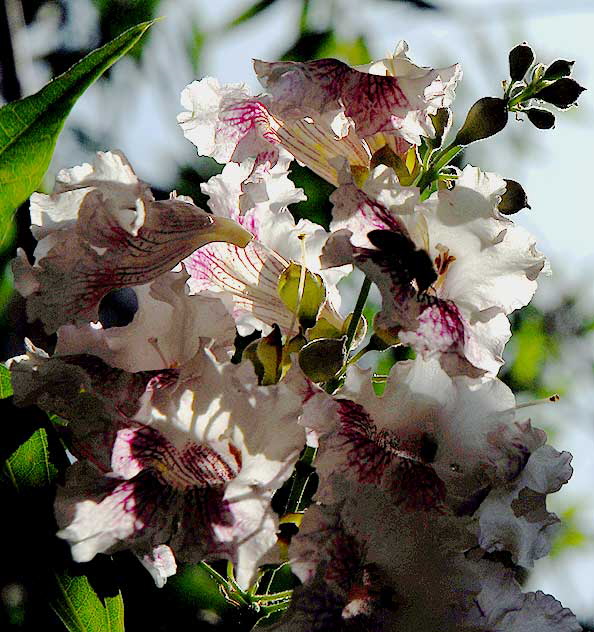 Backlit White Blossoms, tree in the gardens of Greystone Mansion in Beverly Hills