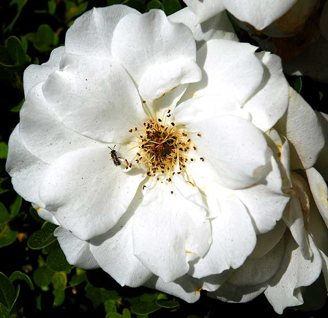 White rose and small insect 
