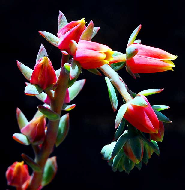 Succulent in Bloom