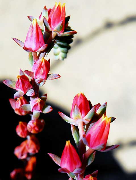 Succulent in Bloom