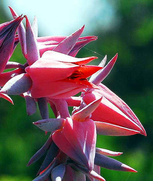 Succulent in Bloom