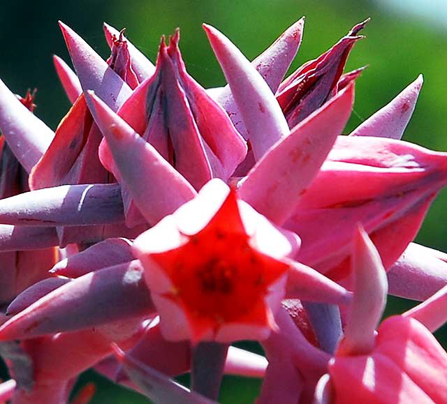 Succulent in Bloom