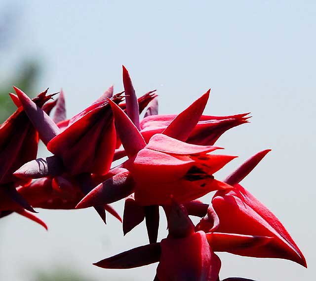 Succulent in Bloom