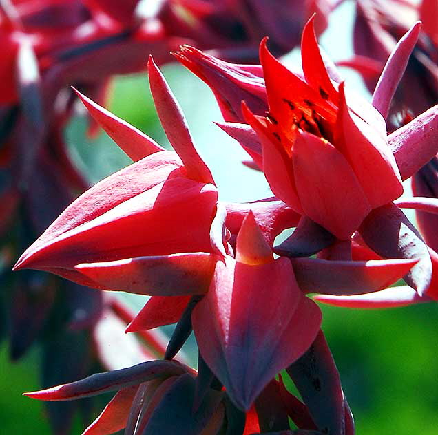 Succulent in Bloom