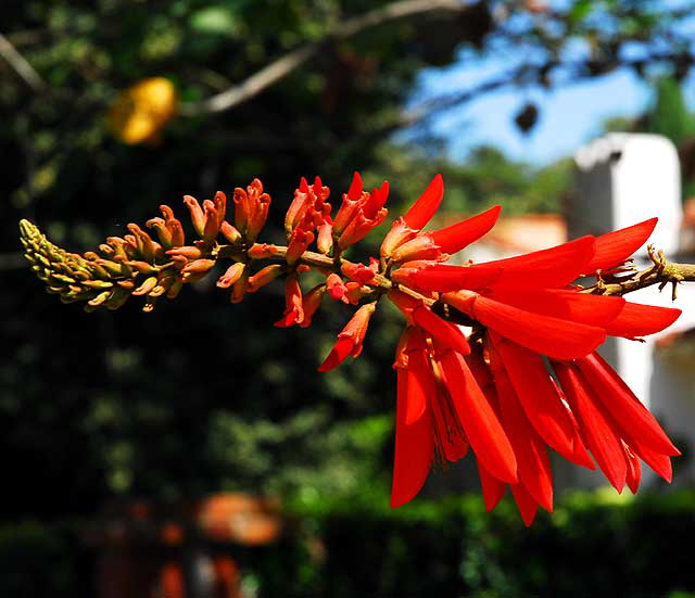 Coastal Coral Tree (E. caffra), Beverly Hills, Saturday, August 8, 2009