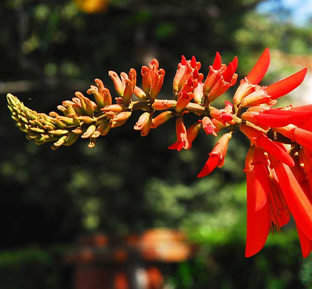 Coastal Coral Tree (E. caffra), Beverly Hills, Saturday, August 8, 2009