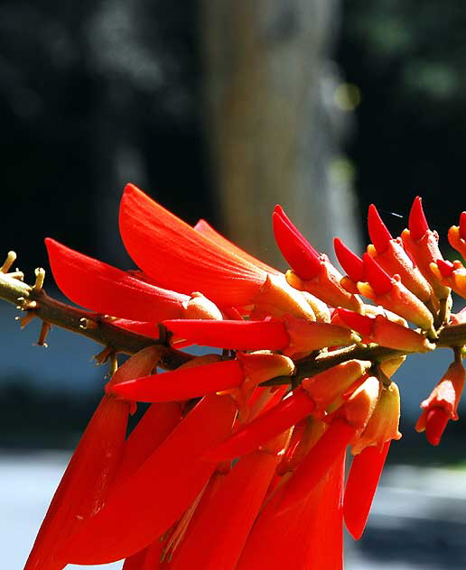 Coastal Coral Tree (E. caffra), Beverly Hills, Saturday, August 8, 2009