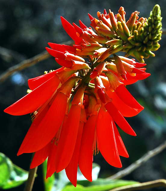 Coastal Coral Tree (E. caffra), Beverly Hills, Saturday, August 8, 2009