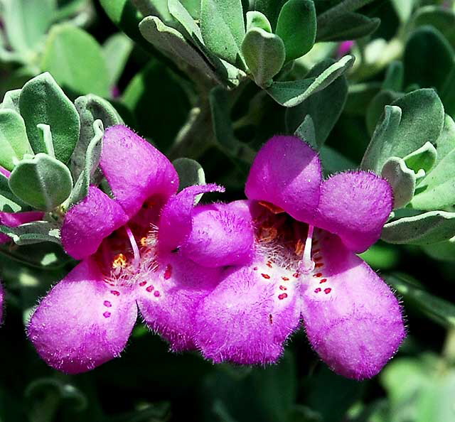 Fuzzy Purple Blossoms