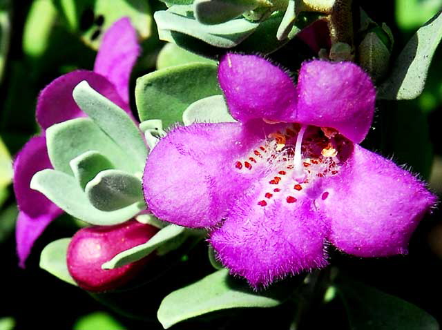 Fuzzy Purple Blossom