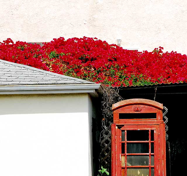 British Phone Booth and Bougainvillea, Pacific Avenue, Venice Beach, California