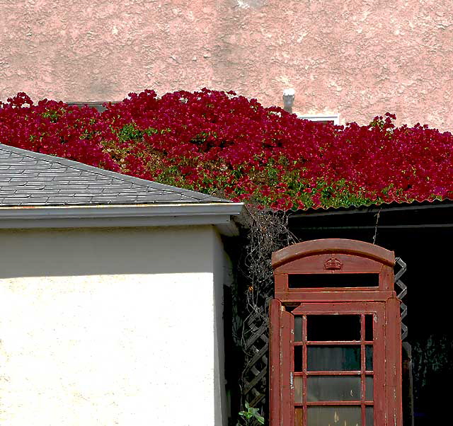 British Phone Booth and Bougainvillea, Pacific Avenue, Venice Beach, California