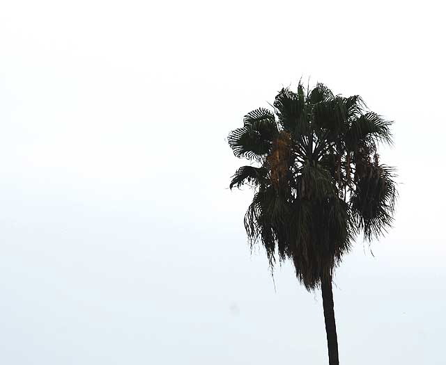 Hollywood Palm