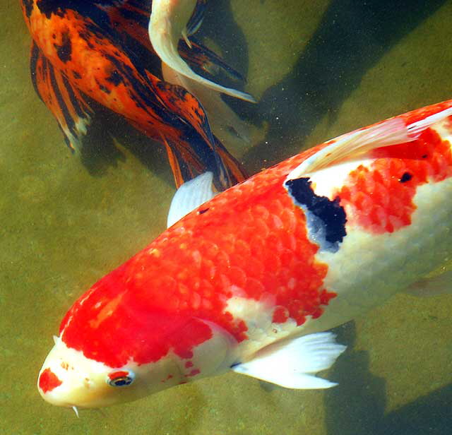 Koi