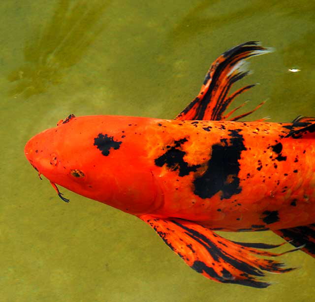 Koi