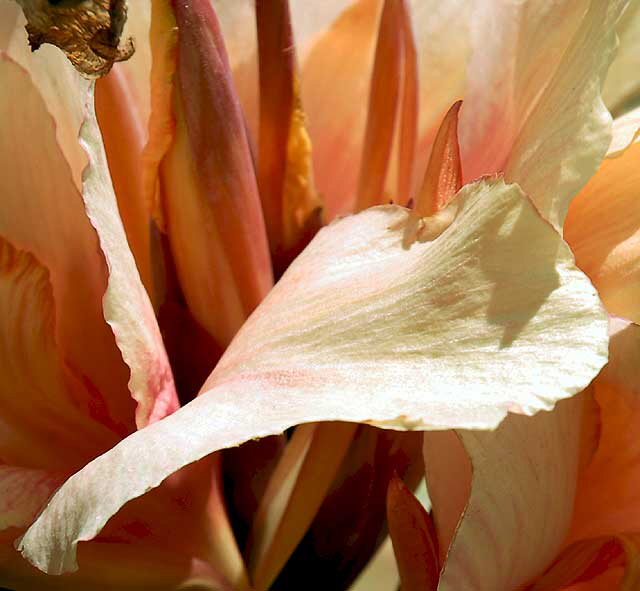 Canna Lily