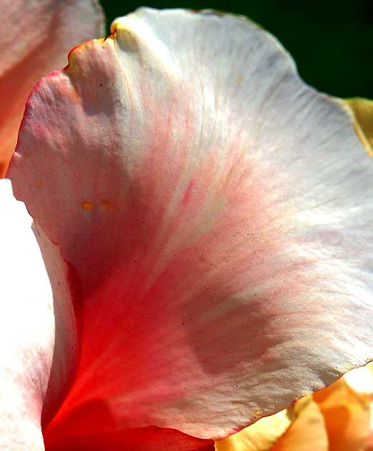 Canna Lily