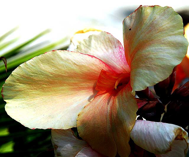 Canna Lily