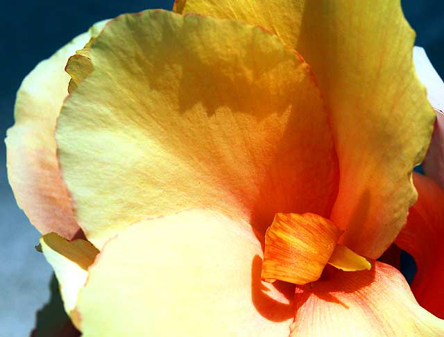 Canna Lily