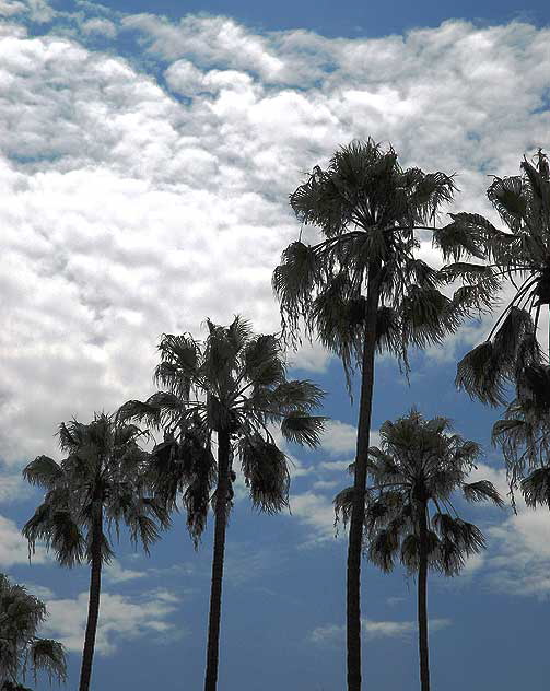 Palms-Clouds, Beverly Hills