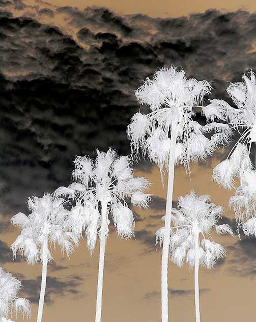 Palms-Clouds, Beverly Hills