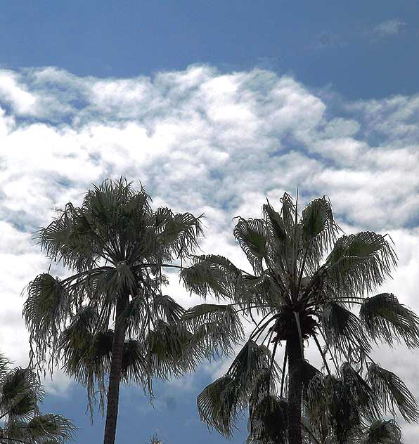 Palms-Clouds, Beverly Hills