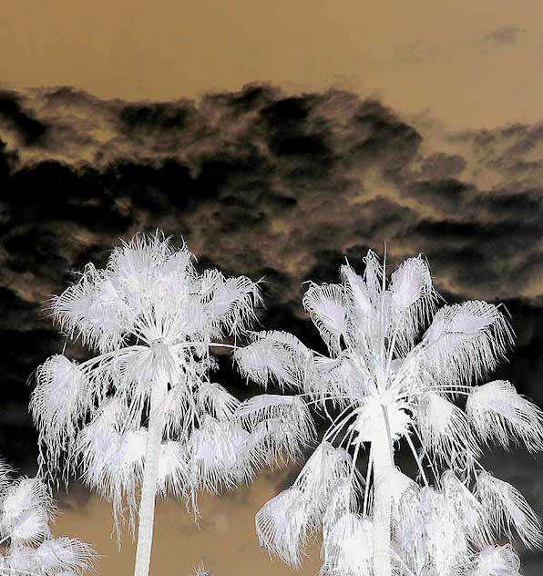 Palms-Clouds, Beverly Hills