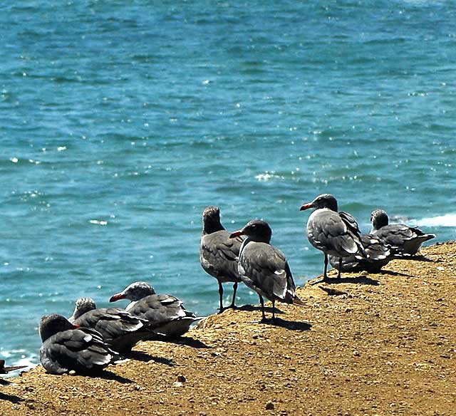 Gulls on cliff in Malibu