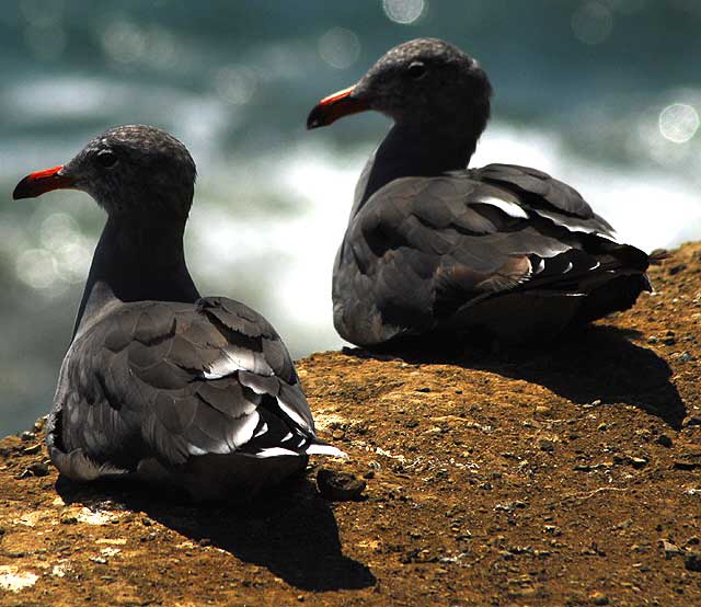 Gulls on cliff in Malibu