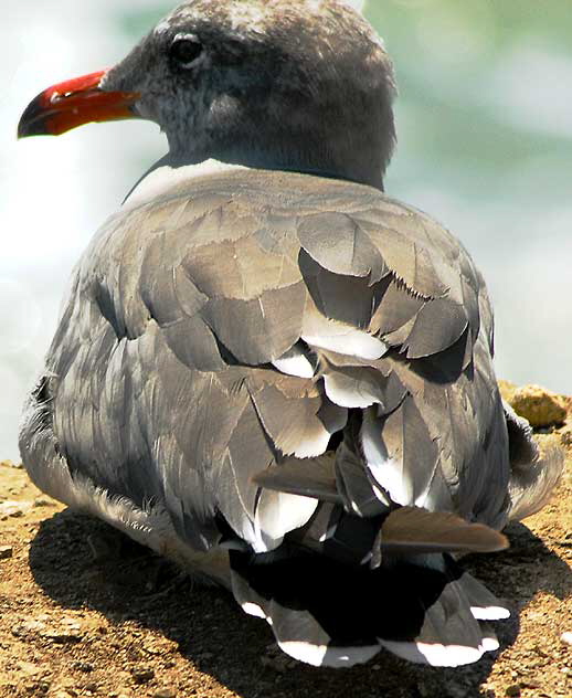 Gull on cliff in Malibu