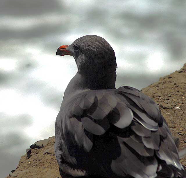 Gull on cliff in Malibu