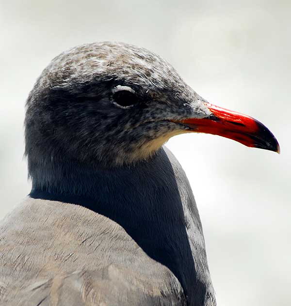 Gull on cliff in Malibu