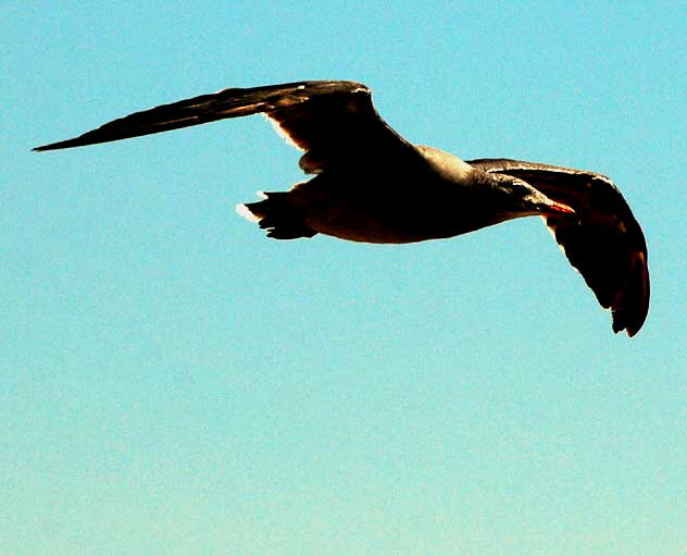 Gull in Flight