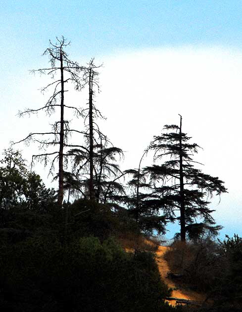 Griffith Park Looking Dismal