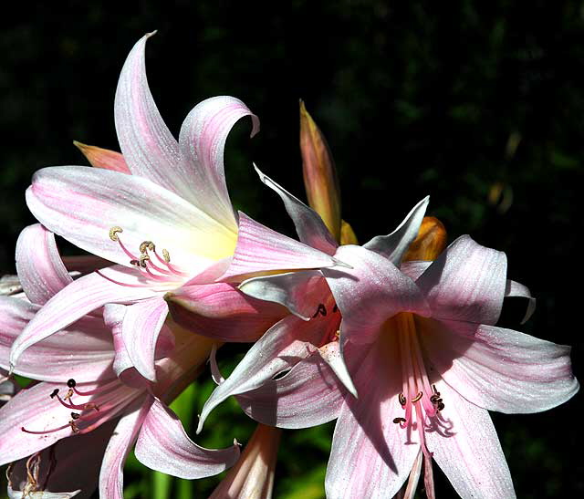 Curbside Lily