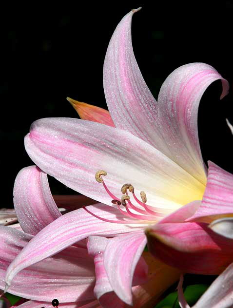 Curbside Lily