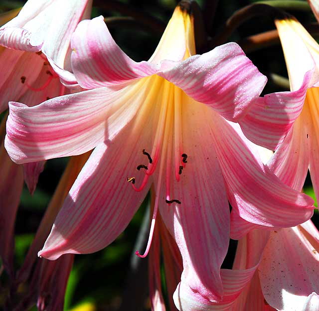 Curbside Lily