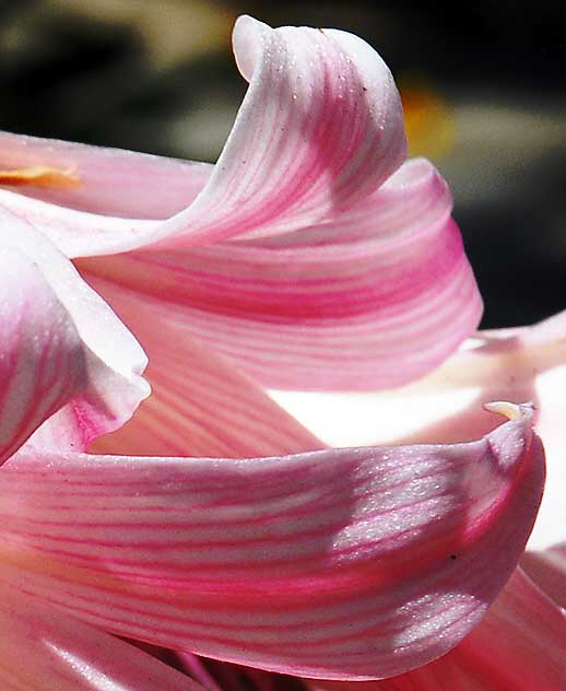 Curbside Lily