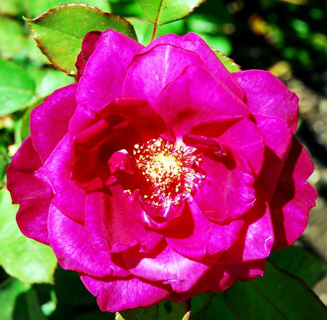 Curbside Rose