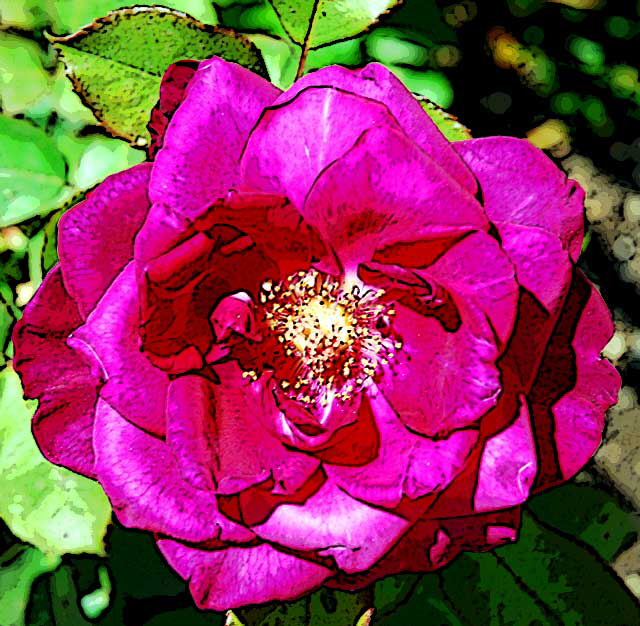 Curbside Rose - Photoshop filter "Poster Edges"