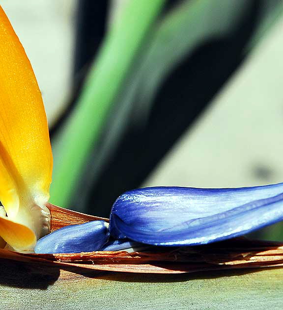 Bird-of-Paradise or Crane Flower (Strelitzia reginae)