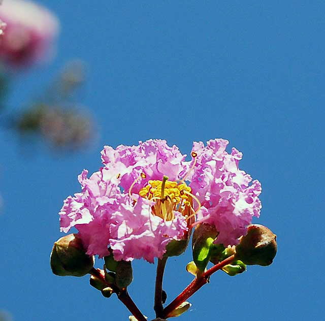 Pink blossoms on tree, courtyard at Sunset and Cherokee at noon