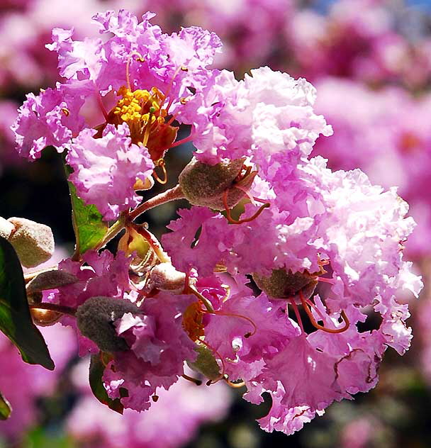 Pink blossoms on tree, courtyard at Sunset and Cherokee at noon