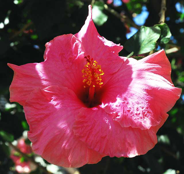 Hibiscus