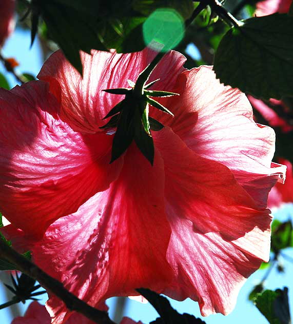 Backlit Hibiscus